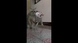 2 cats running together