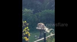 Watch this hilarious golden retriever loving life while playing in a birdbath