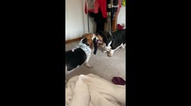 Basset Hounds Run For Crisps