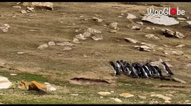 Rockhopper penguins in the Falkland Islands  the confused penguin