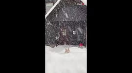 Husky Enjoying Deep Snow In Hokkaido, Japan