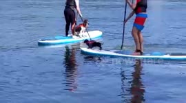 Dachshund recovers from spinal injuries by taking up pilates and paddleboarding