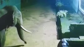 Elephants duo wreak havoc inside ancient rock temple in Sri Lanka