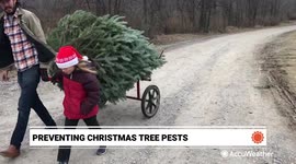 Keeping pests out of your Christmas tree