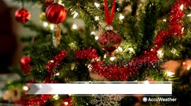 Keeping your Christmas tree fresh for the holiday season