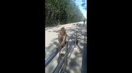 The leader monkey rescues the man from the ferocious monkey blocking the way to get the phone