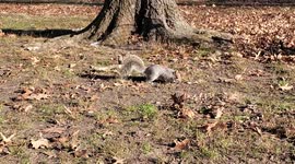 Squirrel Enjoying Oreos