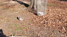 Feeding Oreo Squirrel