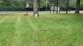 Albino Twin Baby Deer
