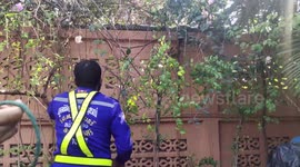 Snake wranglers wrestle with huge python that won’t budge from garden wall
