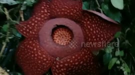 Huge rare 'corpse-flowers' bloom perfectly in Indonesian rainforest
