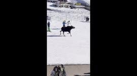Moose on the loose: massive creature runs across US ski slopes