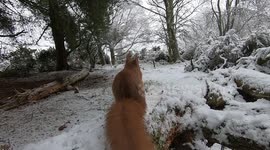 Cute Red Squirrel in the snow