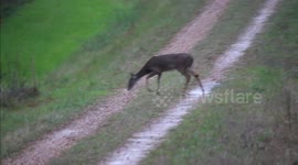 Deer eating corn