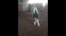 Hula hooping horse