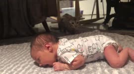 Albus the Bengal investigates his new baby brother