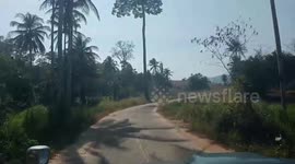 Hungry wild monkeys raid farm to steal food in Thailand