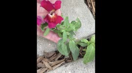 Snapdragon speaks Romanian