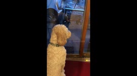 My doodle spies the deer
