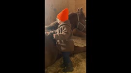 Little 2years old brushig a laying horse with her hands