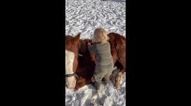2year old playing with a horse colt