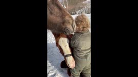 Adorable two year old playing with horse colts.