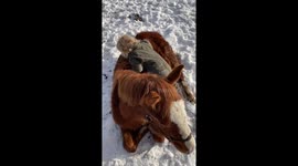 Little two years old plays with a horse colt.
