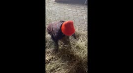 Two years old helps feeding horses.