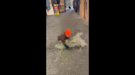 Little two years old adorably helps feeding horses.