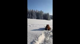 Animals enjoying beautiful snowy winter in northen Slovakia.