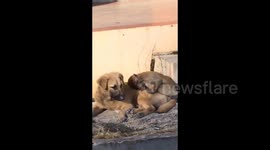 Lovely footage of wild monkey sleeps on street dog's body