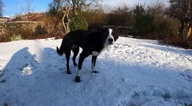 UK dog loves playing in his new snow boots