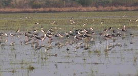 Birds with long legs and long beaks in a paddy field in Thailand.