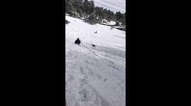 View from my sled going down hill
