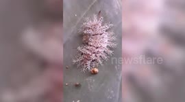 Stunning caterpillar is armed with poisonous spikes