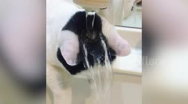 Cute Cat Soaks Its Head In Running Tap Water