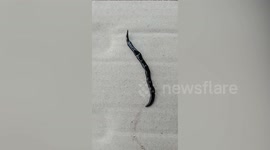 Bizarre Slimy Creature Turns Out To Be One Of World's Most Invasive Species