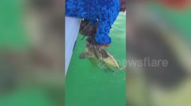 Fishermen rescue turtle stuck in crab trap in Florida