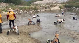 Disabled dogs in wheel chairs take dip in Thai river