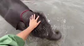 Adorably playful baby elephant loves splashing in the river