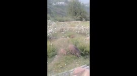 Wild boar sighted in Baramulla region of Kashmir along with its piglets
