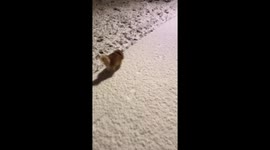 Belfast park turns white as snow falls across parts of UK
