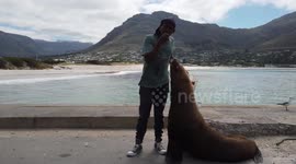 Sea lion takes food from man's mouth in Hout Bay, Cape Town