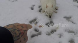 Rare white albino squirrel return to south London garden