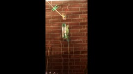 Exotic parakeet makes suprise visit to London estate