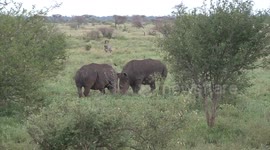When Rhinos fight, stay out of the way!