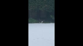 Cat enjoying an unusual snowfall