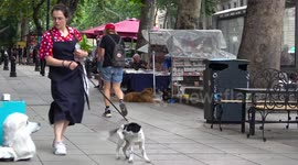 FAKE DOG SCARE PRANK