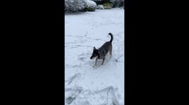 Husky trying to catch a snowball in slow motion