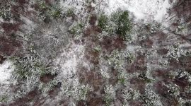Drone footage shows snowy scene at Swinley Forest in Berkshire